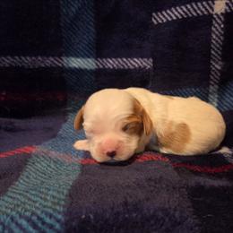 Boy 3 - Blenheim male Cavalier King Charles Spaniel puppy in Charity, Missouri from Missouri. Cavaliers