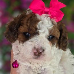 Peaches - Tri-color female Cavapoo puppy in Vernon, Texas from Sugarland's Texas Goldendoodles