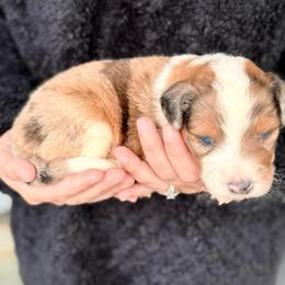 Rocky - Red merle male Aussiedoodle puppy in Eastman, Georgia from Dood B Ranch