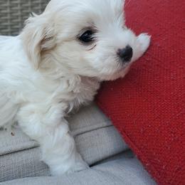 Moses - White male Maltese puppy in Chambersburg, Pennsylvania from Vazquez Maltese