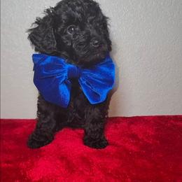 HENDRIX - Black male Maltipoo puppy in Palmdale, California from J Designer Puppies