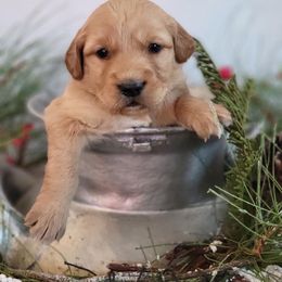 Golden Retriever Puppies from Loeffelholz Family Golden Retrievers