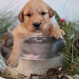 Golden Retriever Puppies from Loeffelholz Family Golden Retrievers
