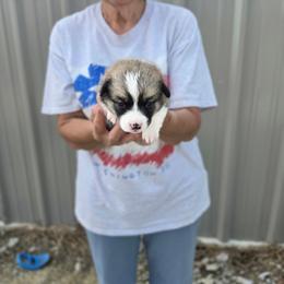 Red boy - Sable male American Corgi puppy in Odessa, Missouri from LOYAL T K9's CORGIS