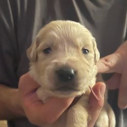 Orange Girl - Golden female Golden Retriever puppy in Amissville, Virginia from Houston’s Golden Haven