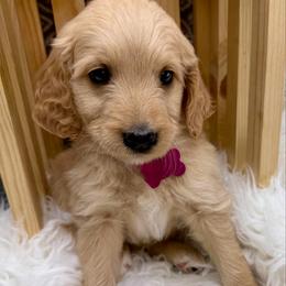 Charlotte - Apricot female Goldendoodle puppy in Boise, Idaho from Goldendoodle Baby