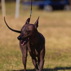 Peruvian Inca Orchids from Vagar Kennel