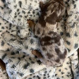 Boy 1 - Dapple male Dachshund puppy in Garfiled, Arkansas from Iron Bear Livestock & Dachshunds