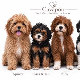 Cavapoo and Goldendoodle Puppies from Safari Doodles
