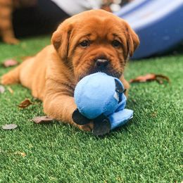 Labrador Retriever Puppies from State of Grace Southern Red Labs