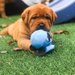 Labrador Retriever Puppies from State of Grace Southern Red Labs