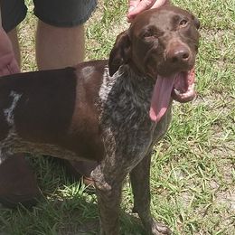 German Shorthaired Pointers from Myers' Shorthairs