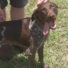 German Shorthaired Pointers from Myers' Shorthairs