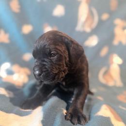 Cassius (Lite Blue Collar) - Black male Cane Corso puppy in Stilwell, Oklahoma from Killing Joke Kennels