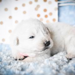 Border Collie and Maremma Sheepdog Puppies from 2J 2K Border Collies & Maremma Sheepdogs