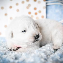 Border Collie and Maremma Sheepdog Puppies from 2J 2K Border Collies & Maremma Sheepdogs