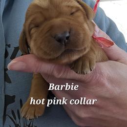 Barbie - Yellow female Labrador Retriever puppy in Sidney, Nebraska from Nebraska Strong Labradors