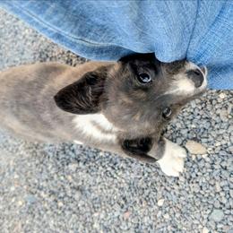 Clover - Brindle and white female Cardigan Welsh Corgi puppy in Hotchkiss, Colorado from Bell S Ranch