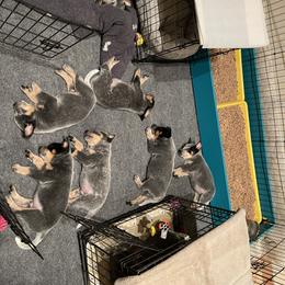 Australian Cattle Dog Puppies from Tin Roof Australian Cattle Dogs