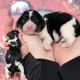 Girl 1 - Tri-color female Cavapoo puppy in Coshocton, Ohio from Forever Family Puppies