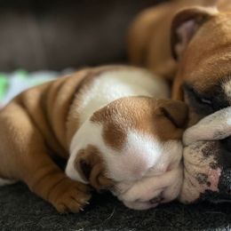 Bulldogs from Jazz Town Bulldogs