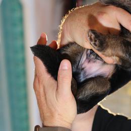 German Shepherd Puppies from Broward Shepherds