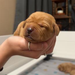 Girl 6 - Yellow female Labrador Retriever puppy in Denton, Maryland from Amber's Labrador Retrievers