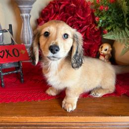 Lilly - Cream female Dachshund puppy in Perryville, Maryland from Heavenly Heritage Dachshunds and Doods