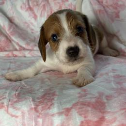 Harry - Piebald male Dachshund puppy in Lake City, Florida from My Ditzy Doxies of Florida