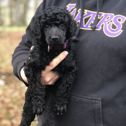 Poodle Puppies from Oakridge Standard Poodle