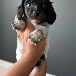 Dandelion - Piebald male Dachshund puppy in Allenhurst, Georgia from B’s Dapper Dachshunds