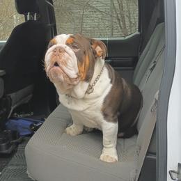 Rolo stud available - Chocolate tri-color male Bulldog puppy in Germantown, Tennessee from Rolo’s