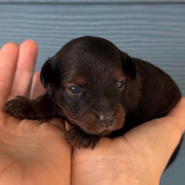 Snickers - Sable male Yorkipoo puppy in Fortuna, California from Dalton Poodles and Doodles