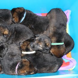 German Shepherd Puppies from vom Wenner Haus