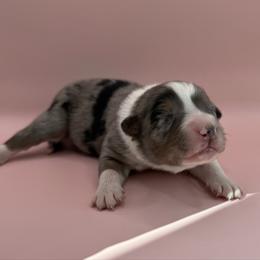 Eve - Blue merle female Australian Shepherd puppy in New Boston, New Hampshire from Painted Pup Australian Shepherds