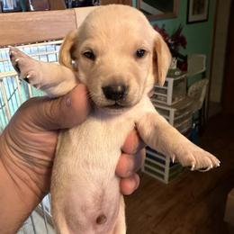 Dachshund Puppies from Witchy Woman’s Wiener’s