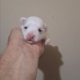 Cupcake - White female Maltipoo puppy in Sedro Woolley, Washington from Absher Ranch