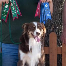Payson - Australian Shepherd