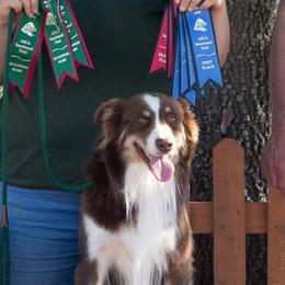 Payson - Australian Shepherd