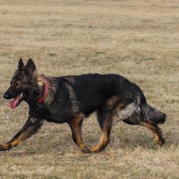 Belgian Malinois and German Shepherds from Madhouse’s Belgian Malinois and German Shepherds