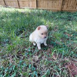 Boy 4 - male Pomeranian puppy in Linwood, North Carolina from My Tiny Paws