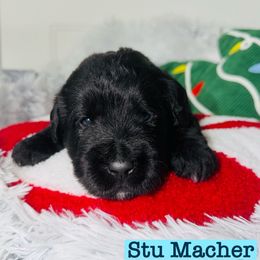 Stu - Black male Labradoodle puppy in Beecher, Illinois from Erica’s Doodles