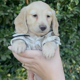 Moose - Cream male Dachshund puppy in Modesto, California from Golden State Mini Doxies