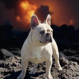 Moonshine - French Bulldog