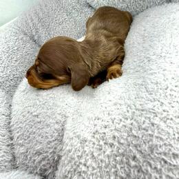 AKC Coco - Chocolate and tan female Dachshund puppy in Laveen, Arizona from Acosta Kennel
