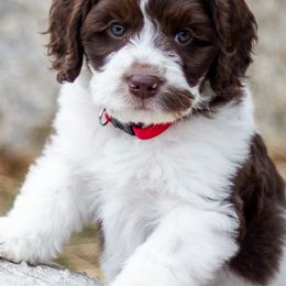 Australian Labradoodle Puppies from Utah Labradoodles