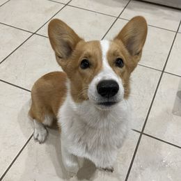 Dexter - Pembroke Welsh Corgi