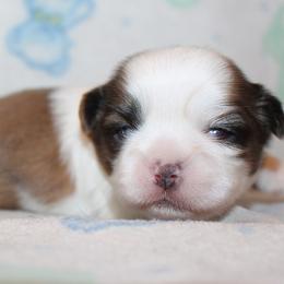 Boy 1 - Red and white male Shih Tzu puppy in Craig, Colorado from Rocky Mountain Shih Tzus and Dry Creek Miniature Dachshunds