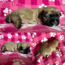 Uma - Cream female Lhasa Apso puppy in Cincinnati, Ohio from Shangri-La Lhasa Apsos