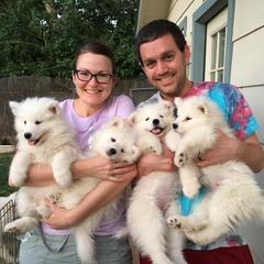 Samoyed Puppies from Pyles Of Smiles